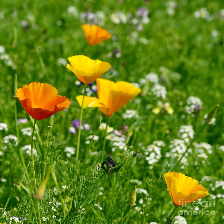 Poppies 3 - Wild At Heart Photograph by Wendy Wilton