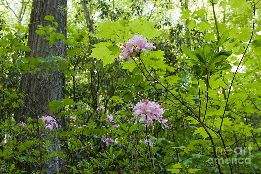 Wild Azaleas Photograph by Chris Scroggins