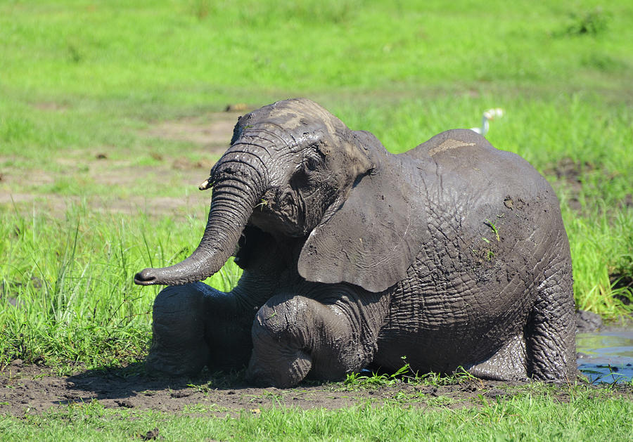 Wild Baby Elephant Trying To Stand Up Photograph By Volanthevist - Fine ...