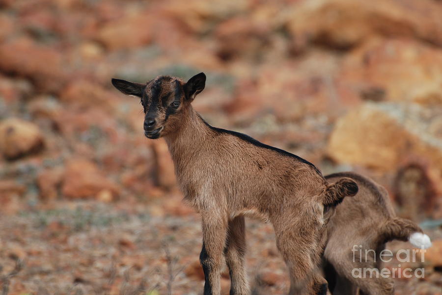 Wild Baby Goat Photograph by DejaVu Designs