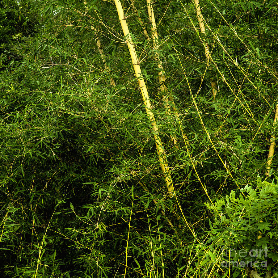 Wild Bamboo Photograph by Gina Koch