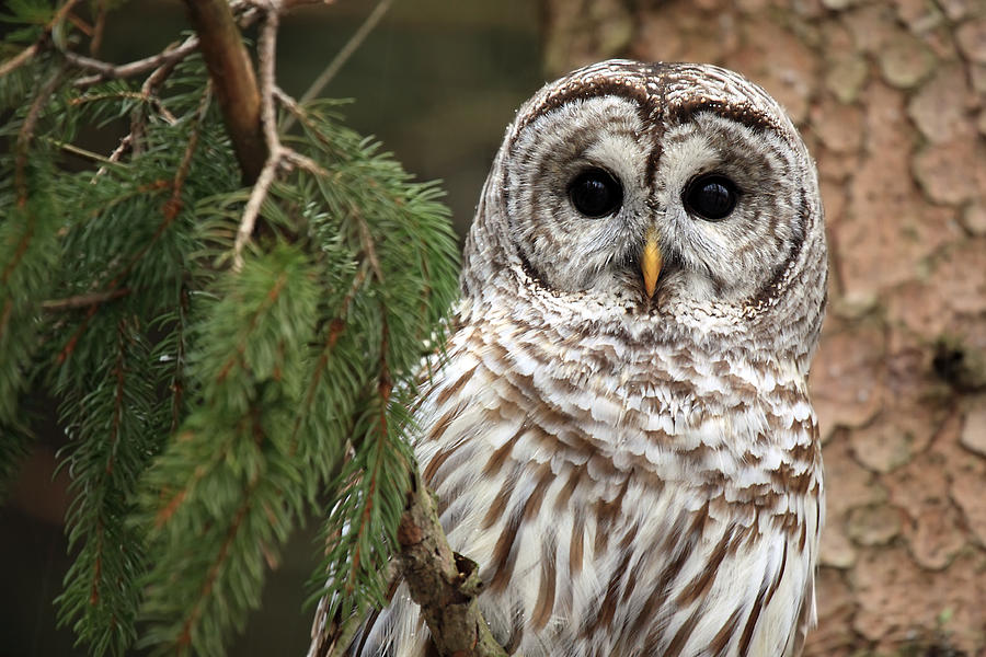 Wild Barred Owl  Photograph by Mlorenzphotography