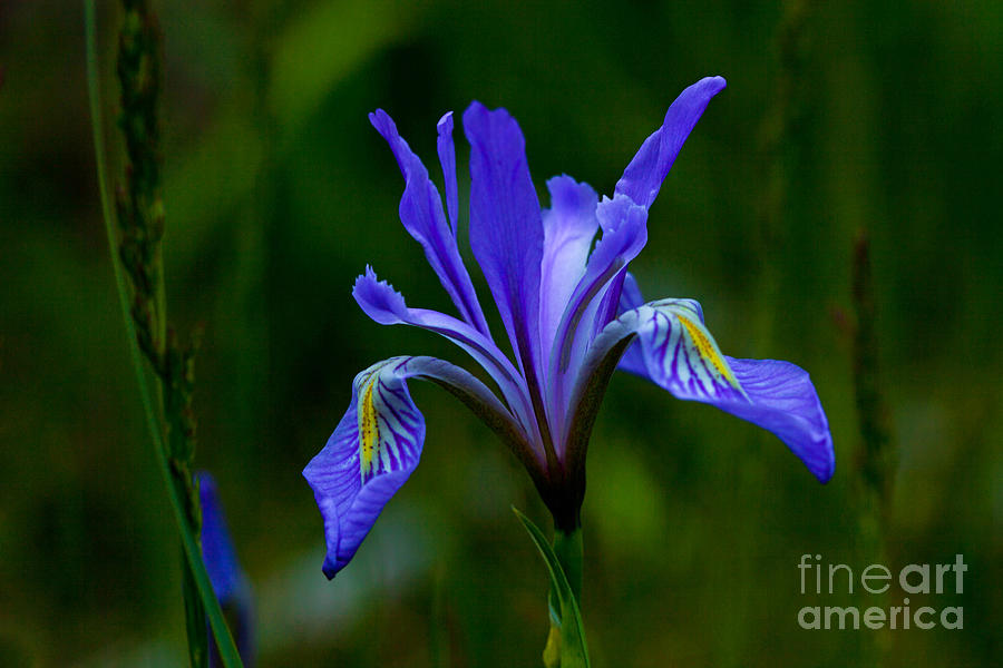 Iris Photograph - Wild beauty by Barbara Schultheis