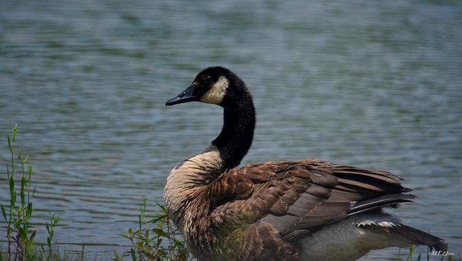 Wild Beauty - Canadian Goose Photograph by Maria Urso