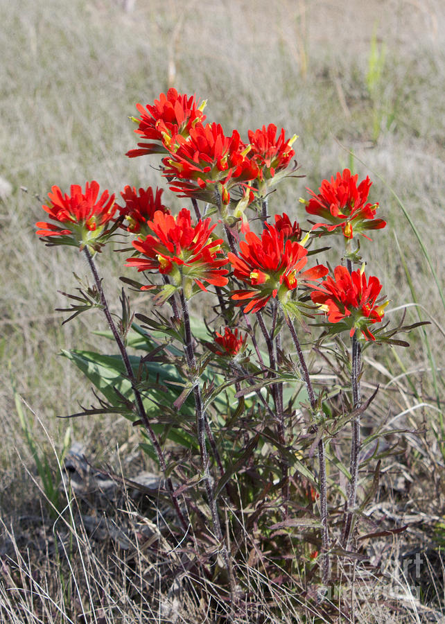 Flowers Still Life Photograph - Wild Beauty of Indian Paintbrush by Barbara McMahon