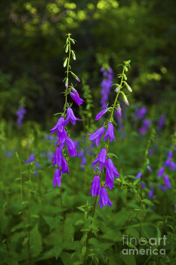 Wild Bells Photograph by Barbara Schultheis