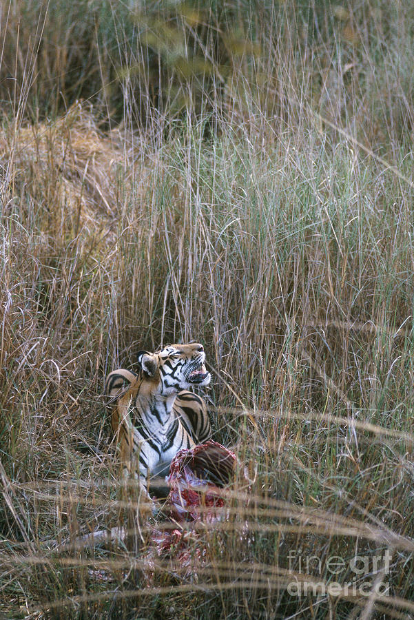 Bandhavgarh National Park Photograph - Wild Bengal Tiger With Prey by Mark Newman