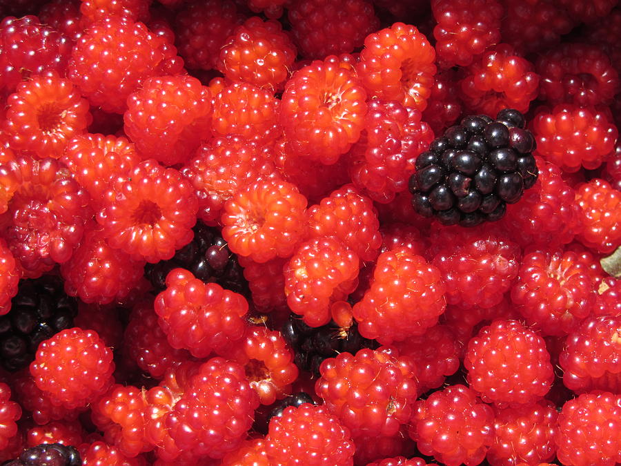 Blackberry Photograph - Wild Berries by Christine Bradley