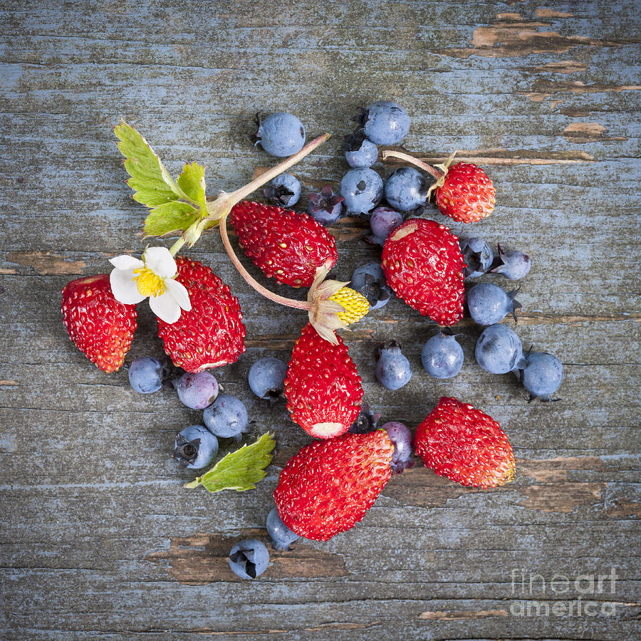 Wild berries Photograph by Elena Elisseeva