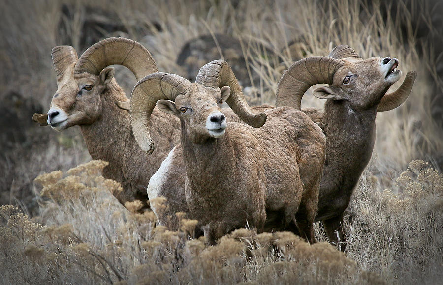 Wild Bighorn Rams Photograph by Athena Mckinzie