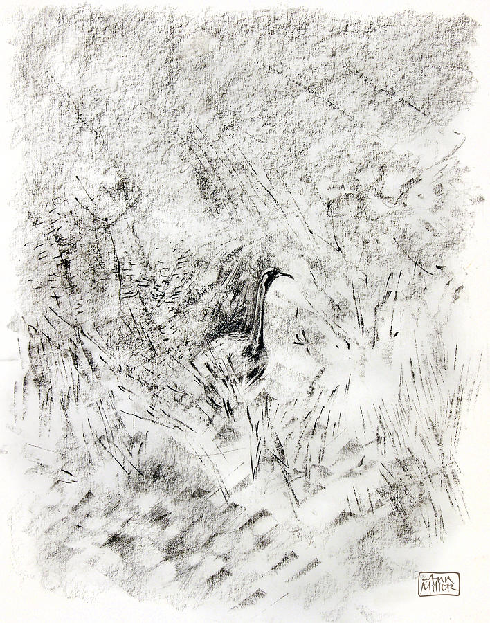 Landscape Drawing - Wild Bird by Ann Miller