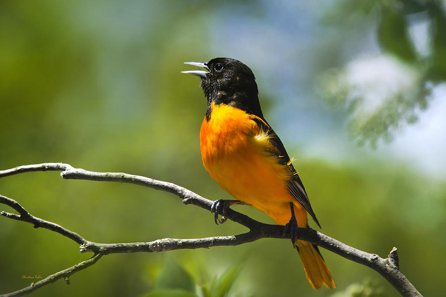 Wild Birds - Baltimore Oriole Photograph by Christina Rollo