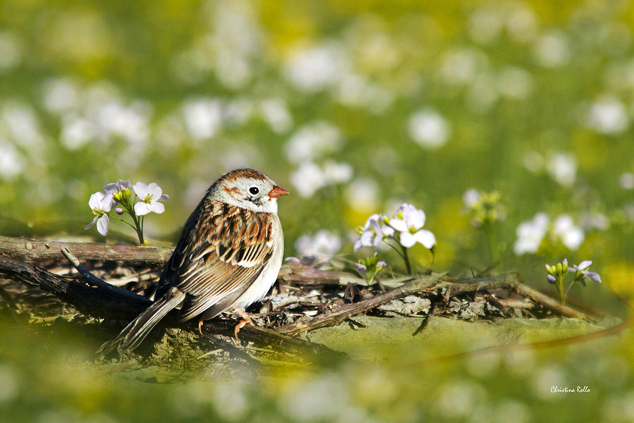 Bird Field Sparrow Photograph by Christina Rollo