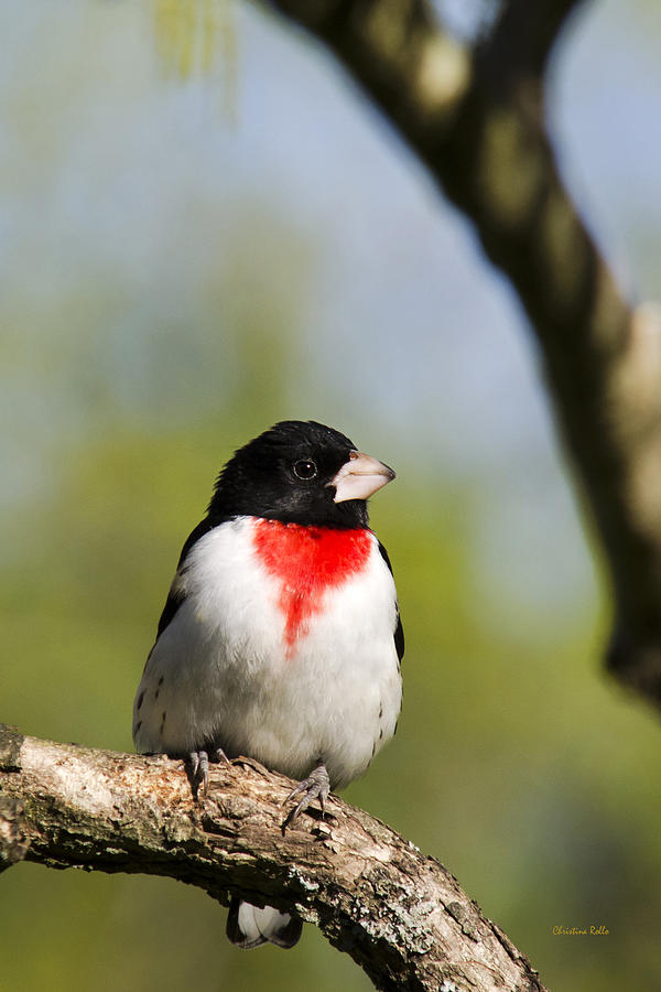 Male Rose Breasted Grosbeak Photograph by Christina Rollo