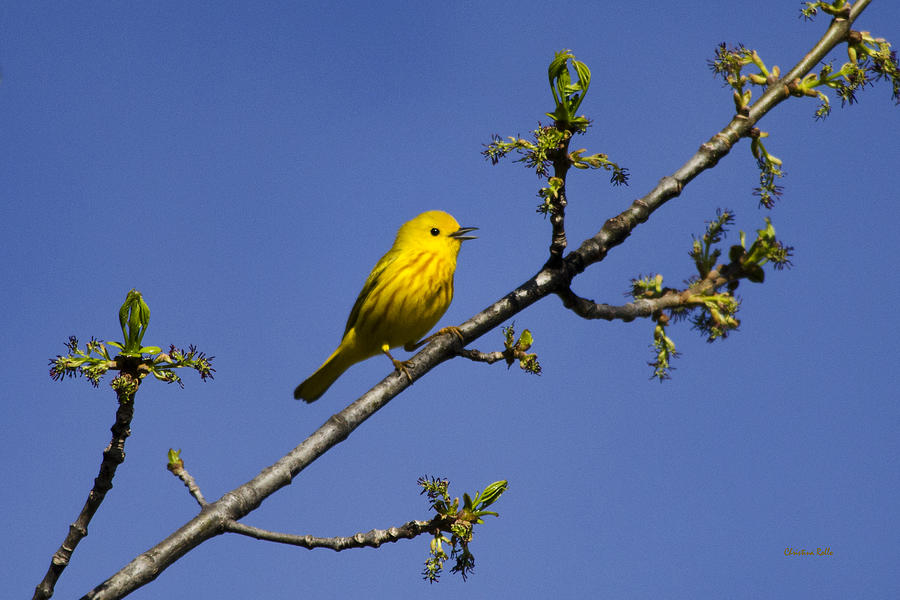 Yellow Warbler Bird Photograph by Christina Rollo