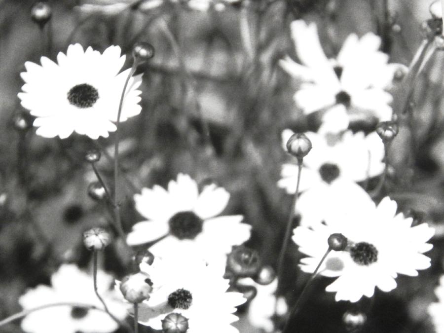 Wild Black and White Daisies Photograph by Belinda Lee