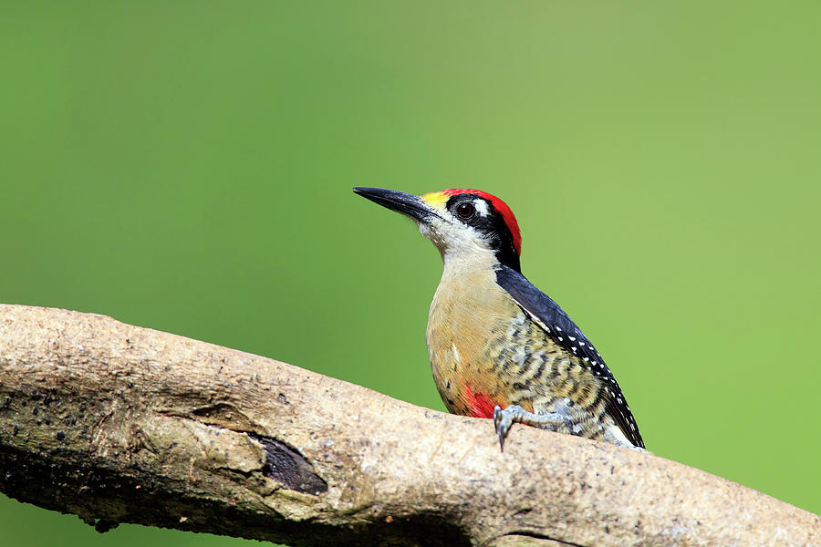 Wild Black-cheeked Woodpecker Photograph by Mlorenzphotography