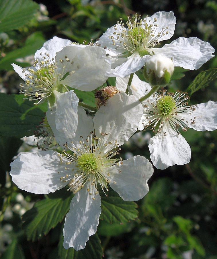 Wild Blackberry Blossoms Photograph by Pete Trenholm