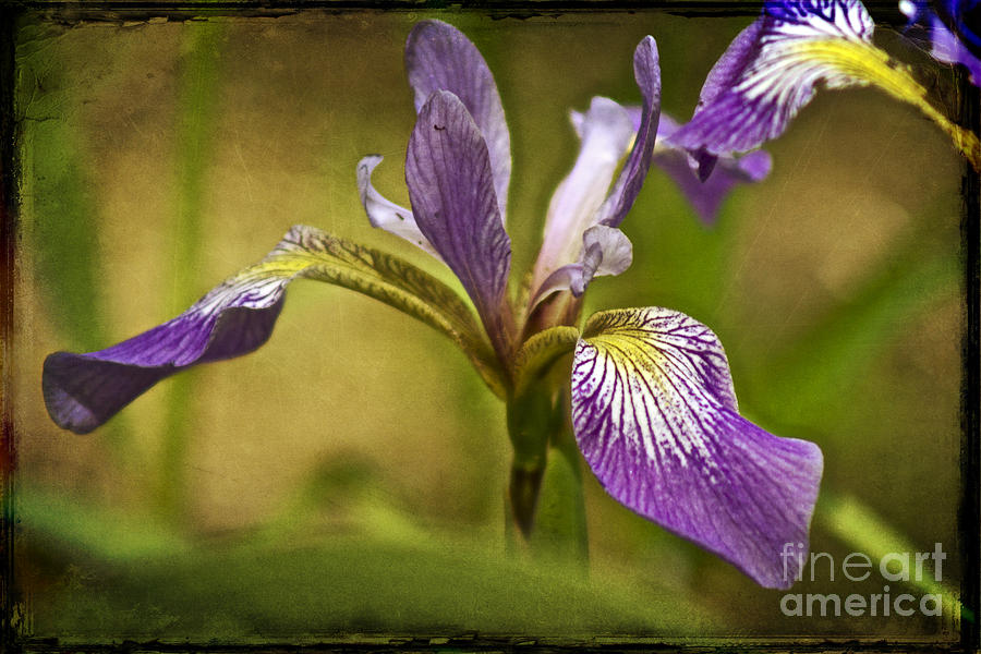Wild Blue Flag - Iris Versicolor Photograph by Carol Senske