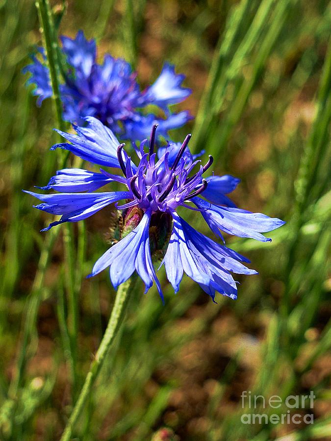 Wild blue flower Photograph by Amalia Suruceanu