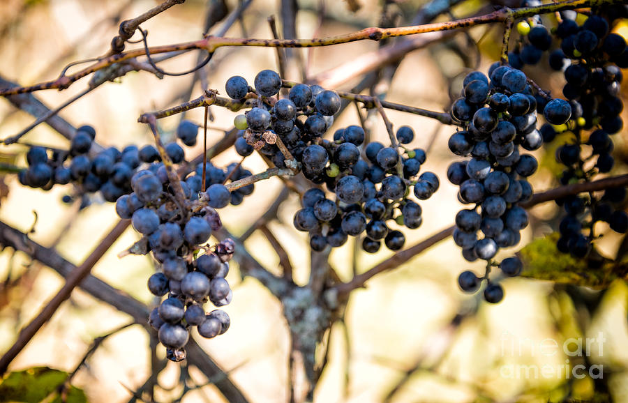 Wild blue grapes Photograph by Les Palenik