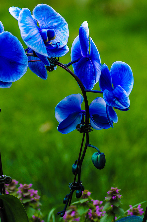 Wild blue Orchid  Photograph by Gerald Kloss