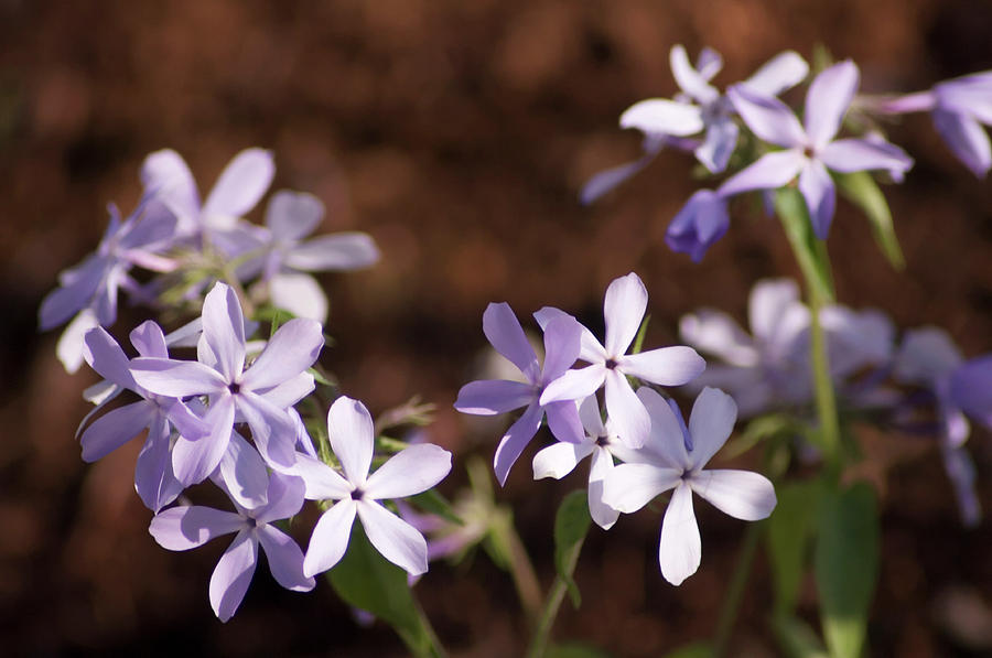 Wild Blue Phlox (phlox Divaricata) Photograph by Maria Mosolova/science ...