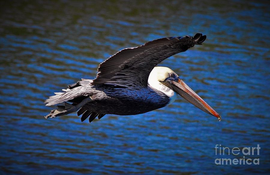 Pelican Photograph - Wild Blue Yonder by Quinn Sedam