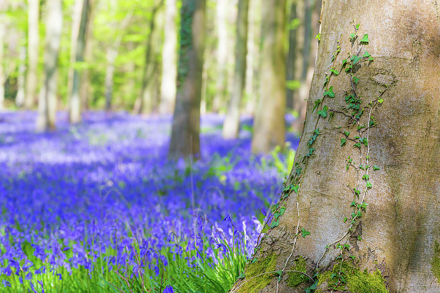 Wild Bluebell Bokeh Photograph by Andrew Thomas