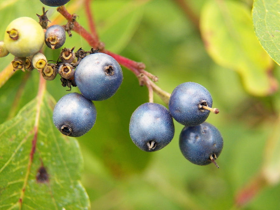 Wild Blueberries Photograph by Corinne Elizabeth Cowherd