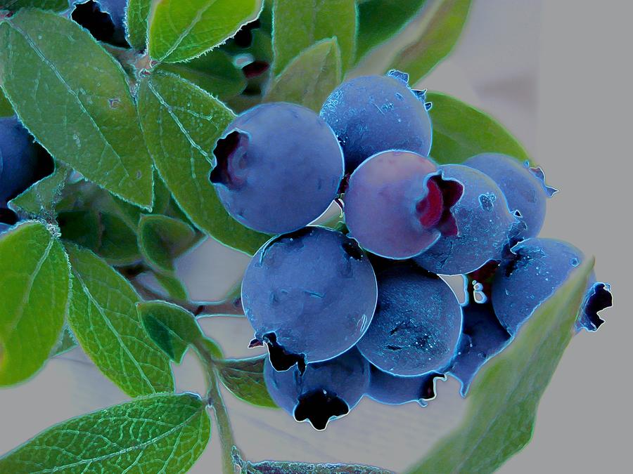 Nature Photograph - Wild  Blueberries by Shirley Sirois