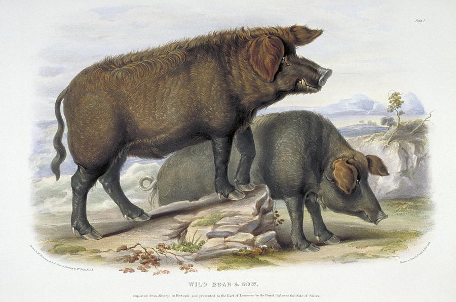 Nature Photograph - Wild boar, 19th century artwork by Science Photo Library