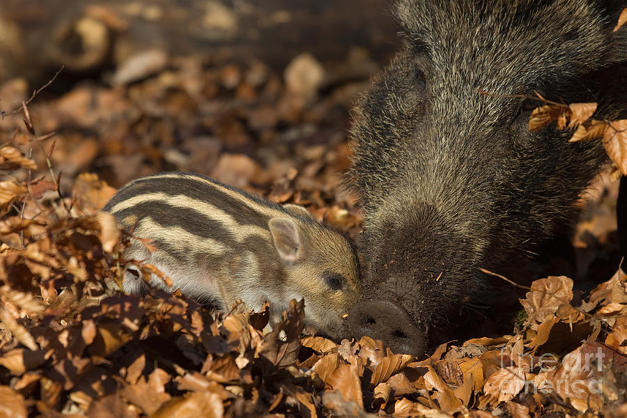 Wild Boar And Piglet Photograph by Helmut Pieper