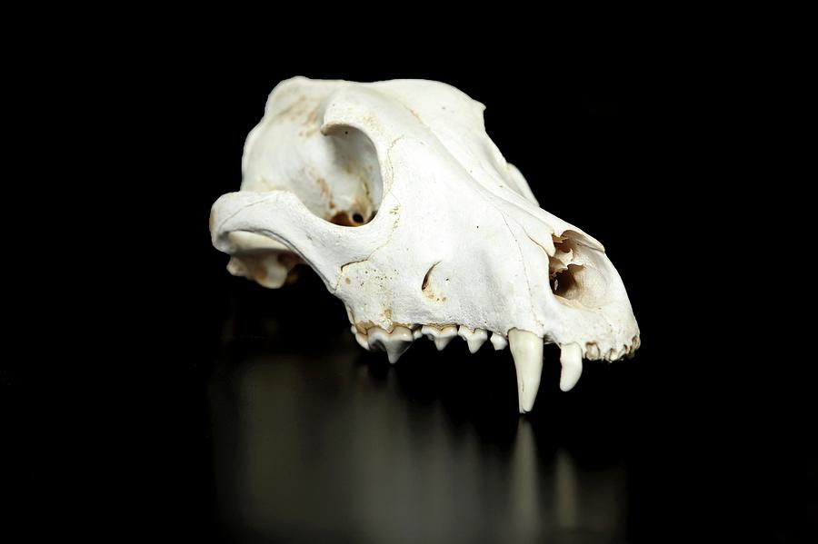 Wild Boar Animal Skull by Photostock-israel/science Photo Library