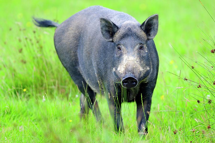 Wild Boar Photograph by Colin Varndell - Fine Art America