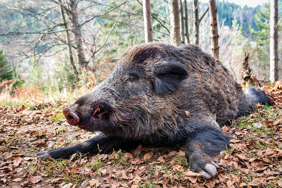 Wild boar Photograph by Extreme-photographer