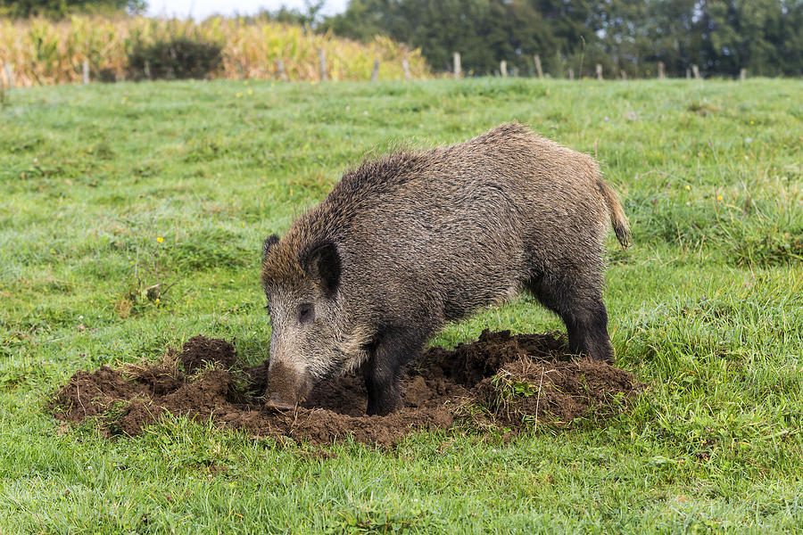 Animal Photograph - Wild Boar Feeding by M. Watson