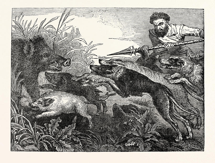 Vintage Drawing - Wild Boar-hunting by English School