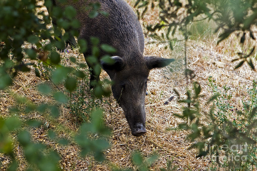 Wild Boar, Italy Photograph by Tim Holt