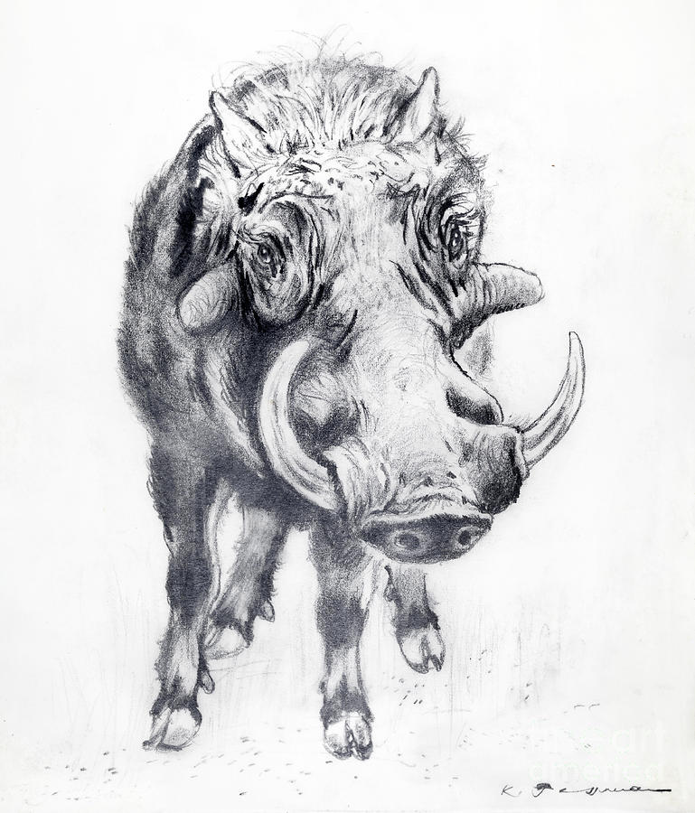 Wild Boar Drawing by Kurt Tessmann