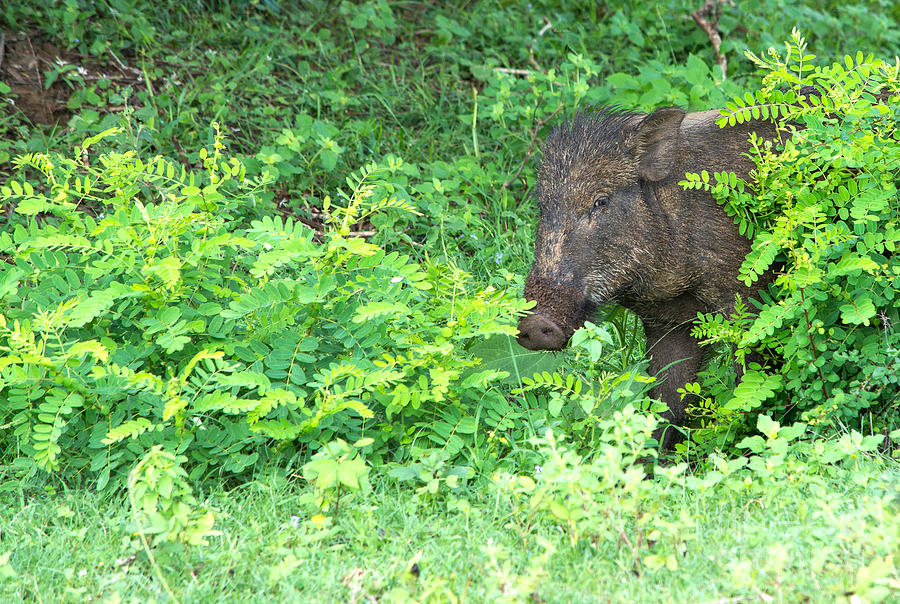Wild Boar Peeping Out From Behind A Bush Photograph