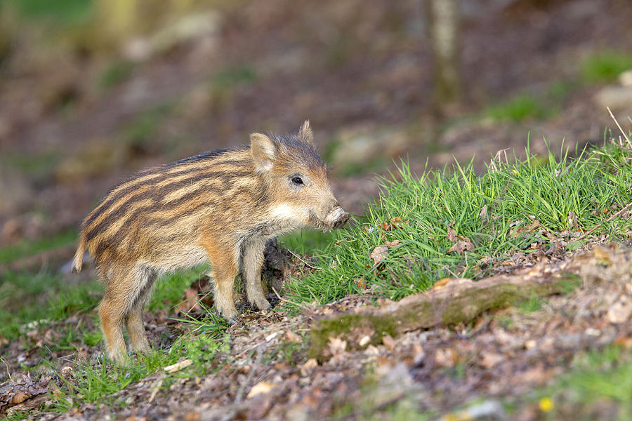 Wild Boar Piglet Photograph by M. Watson - Fine Art America