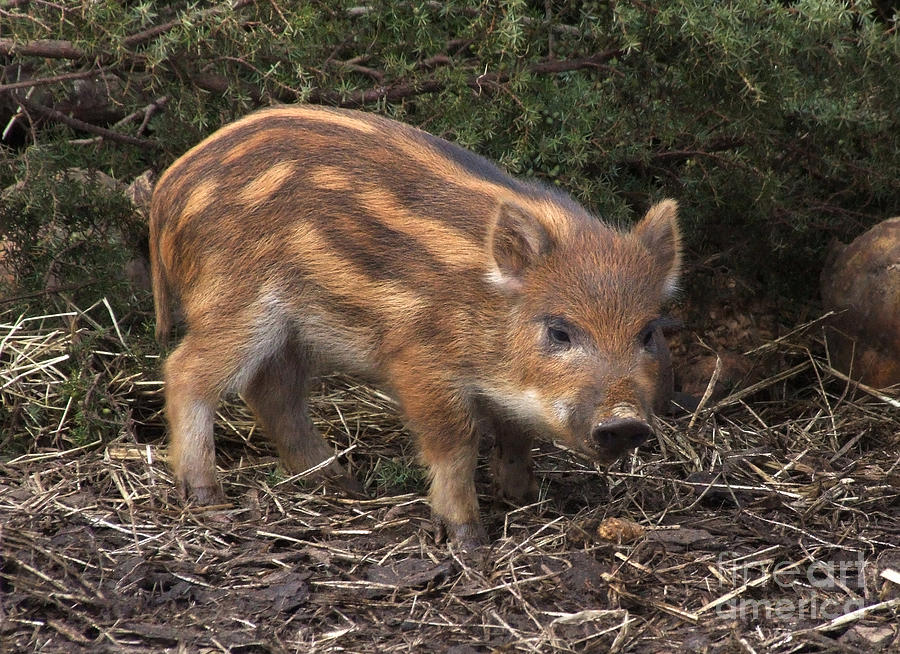 Wild Boar Piglet Photograph by Phil Banks