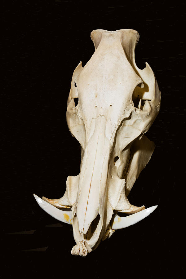 Wild Boar Skull Photograph by Millard H. Sharp