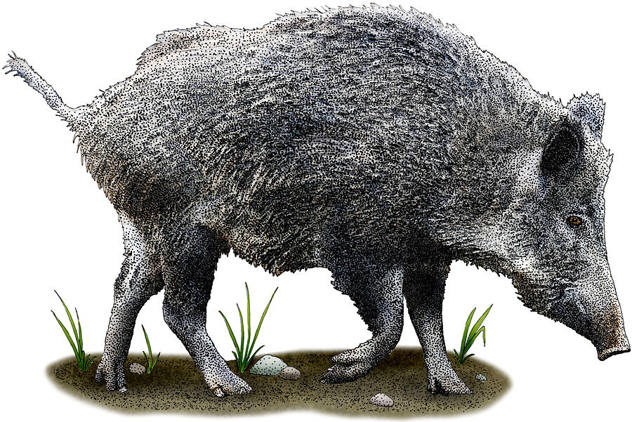 Wild Boar, Sus Scrofa, Illustration Photograph by Roger Hall