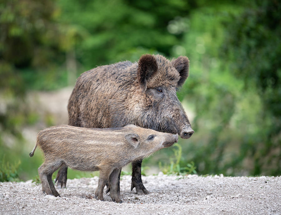 Wild Boar, Wildschwein, with Piglet / Ferkel Photograph by 4fr