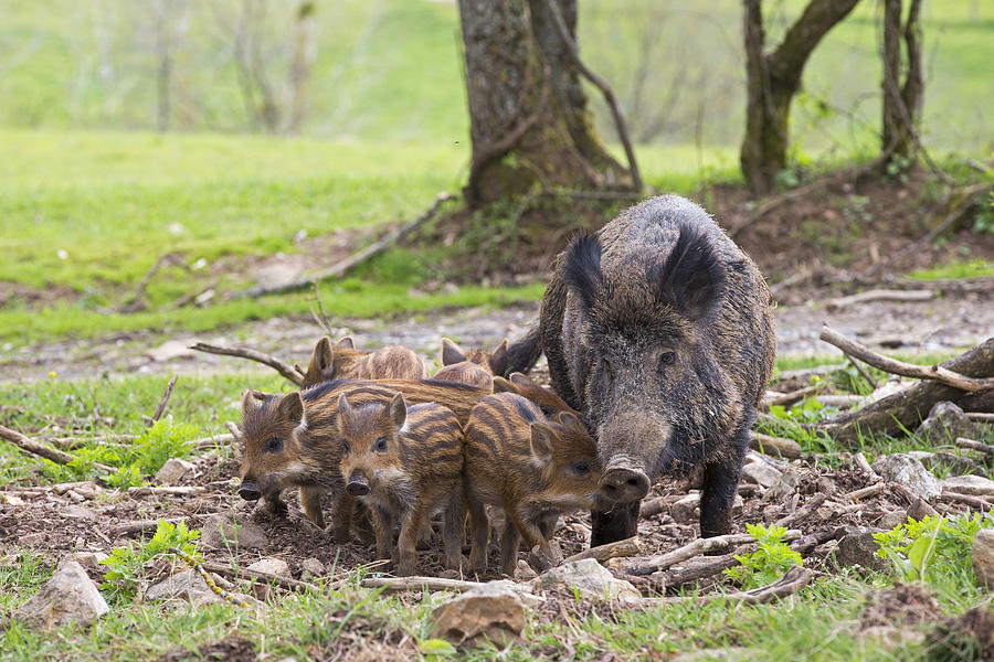 Wild Boar With Ppiglets Photograph by M. Watson