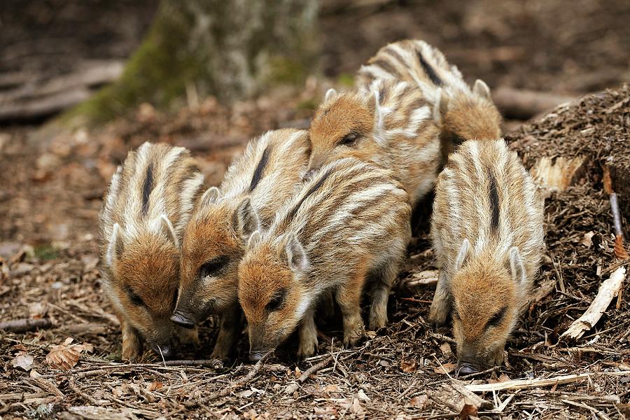 Wild Boars Piglets Photograph by Bildagentur-online/mcphoto-schulz ...