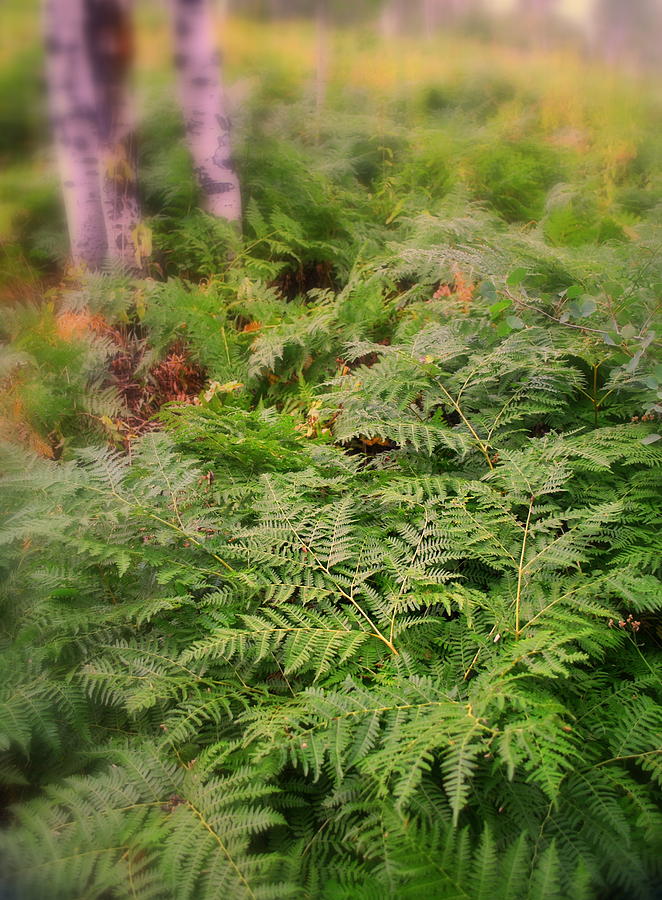 Wild Bracken Ferns Photograph by Nathan Abbott