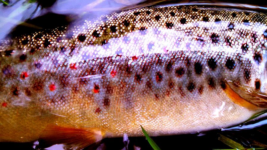 Wild Brown Trout Pattern Photograph by Bryan Clem